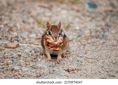 Chipmunck Eating In Eastern Canada