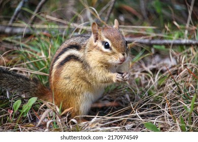 Chipmunck Eating In Eastern Canada