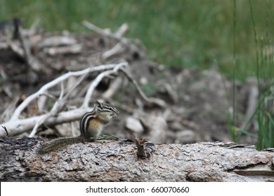 chipmunk 1