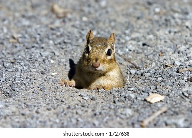 Chipmunk