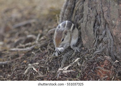 chipmunk