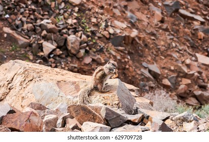 Chipmunk