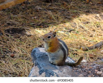 Chipmunk