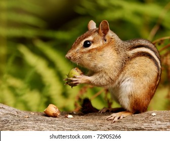 Chipmunk With An Acorn Snack