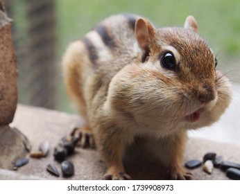 Chipmunk After Stuffing His Mouth With Food