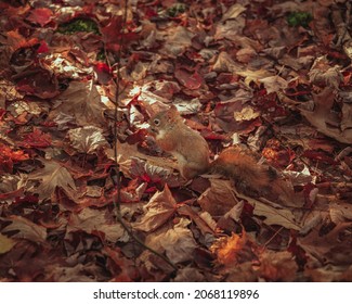 Chipmunk Among The Fall Leaves