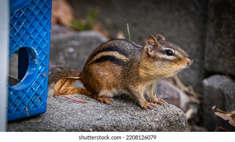 Chipmunk In The Backyard Collecting Seeds