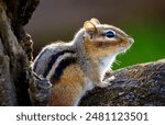 Chipmunk being curious and looking around the forest.  Detailed closeup of an active chipmunk.