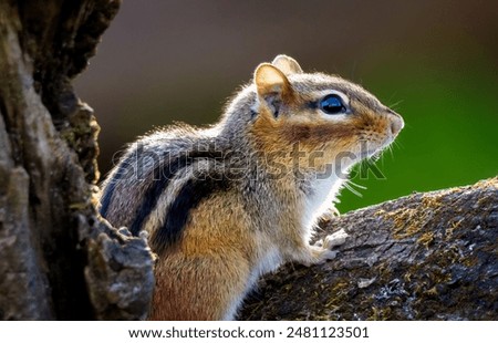 Chipmunk being curious and looking around the forest.  Detailed closeup of an active chipmunk.