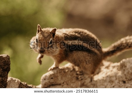 Chipmunk with big cheeks full of seeds walking along some rocks.  