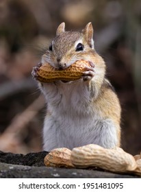 A Chipmunk Biting into a Peanut