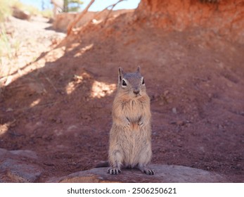 A Chipmunk in the Bryce Canyon - Powered by Shutterstock