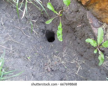 Chipmunk Burrow