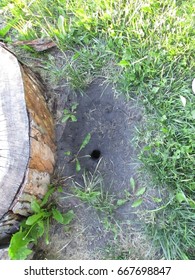 Chipmunk Burrow Converted To Dog Burrow