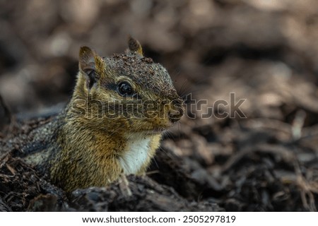 Chipmunk burrowing in the ground