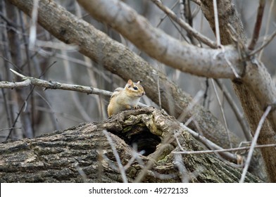 Chipmunk By His Nesting Hole Amongst Trees