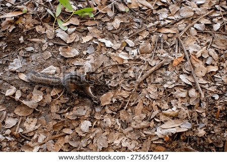 A chipmunk captured in a profile view as it moves across a bed of dry, brown autumn leaves on a forest floor. The small rodent features its characteristic dark and light stripes along its back and head, with a long, bushy tail extended behind it.