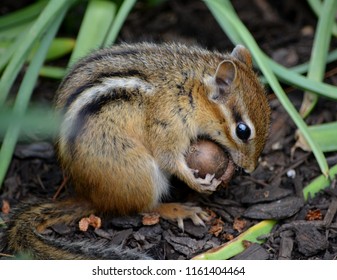 Chipmunk Chewing On An Acorn