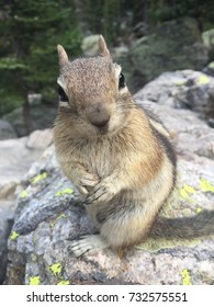 Chipmunk closeup facing forward.
