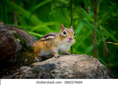 Chipmunk Collecting Seeds For Winter