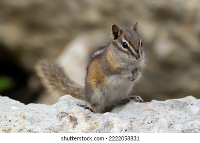 Chipmunk With Cute Black Stripes On The Back And Fluffy Tail Is Sitting On The Rock In Mountains.