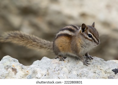 Chipmunk With Cute Black Stripes On The Back And Fluffy Tail Is Sitting On The Rock In Mountains.