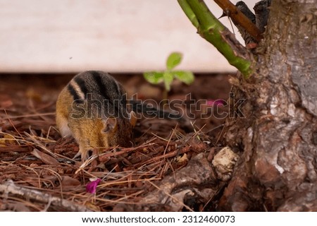 chipmunk digging in garden for food 
