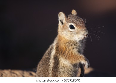 Chipmunk 