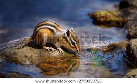 Chipmunk Drinking Water From Stream