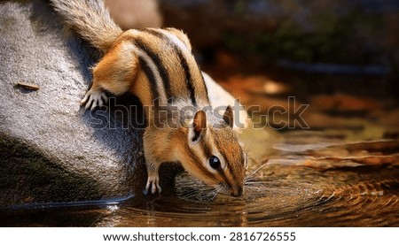 Chipmunk Drinking Water From Stream