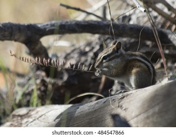 Chipmunk eating...