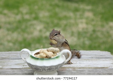 Chipmunk Eating After Coming Out Of Hibernation