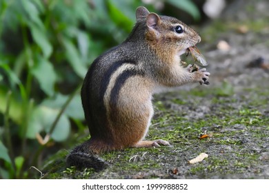 A Chipmunk Eating A Cicada