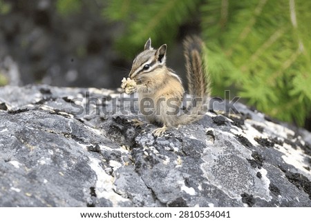 A Chipmunk eating a flower