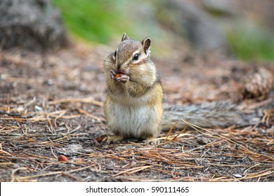 A Chipmunk Eating Nut
