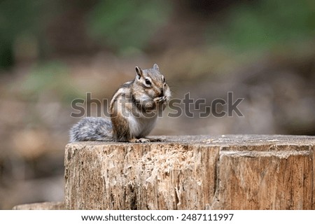 Chipmunk eating a nut on tree