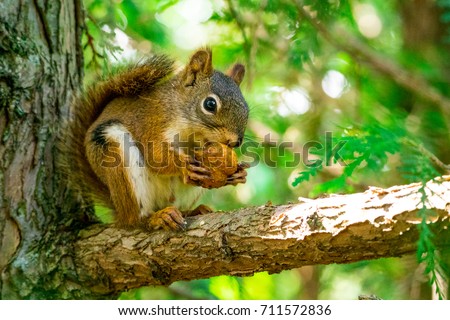 Chipmunk eating a nut in a tree