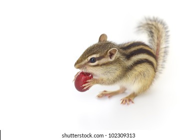 Chipmunk Eating Red Grape On White Background