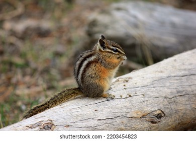 Chipmunk Eating Seeds On A Log