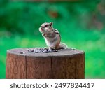 Chipmunk eating sunflower seeds on a stump