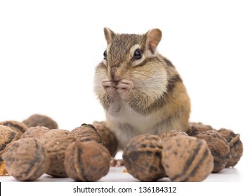 Chipmunk Eating Walnut