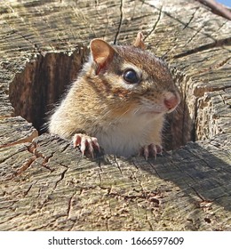 Chipmunk Emerging From Hole In Tree