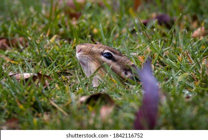 A Chipmunk Emerging Out Of It's Burrow