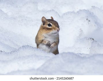 A Chipmunk Emerging From The Snow