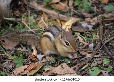 Chipmunk In The Fall