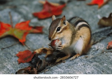 Chipmunk in the fall stocking up for colder days 
