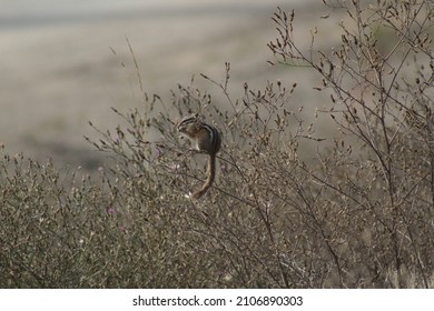 Chipmunk Feeding On Seeds In The Fall