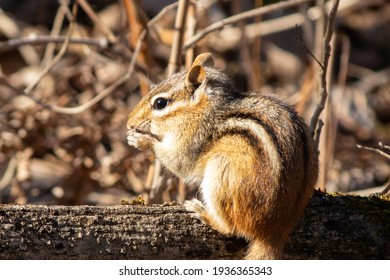 A Chipmunk Feeds In The Spring After A Long Hibernation.