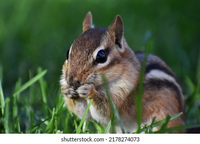 Chipmunk Fills Its Cheeks In Grass