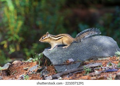 A Chipmunk With A Fluffy Tail Sits On A Stone In The Background Of A Blurry Forest.